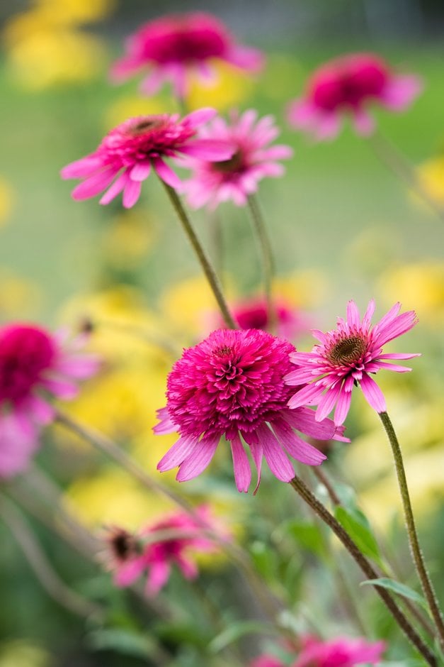 purple coneflower 'Southern Belle'